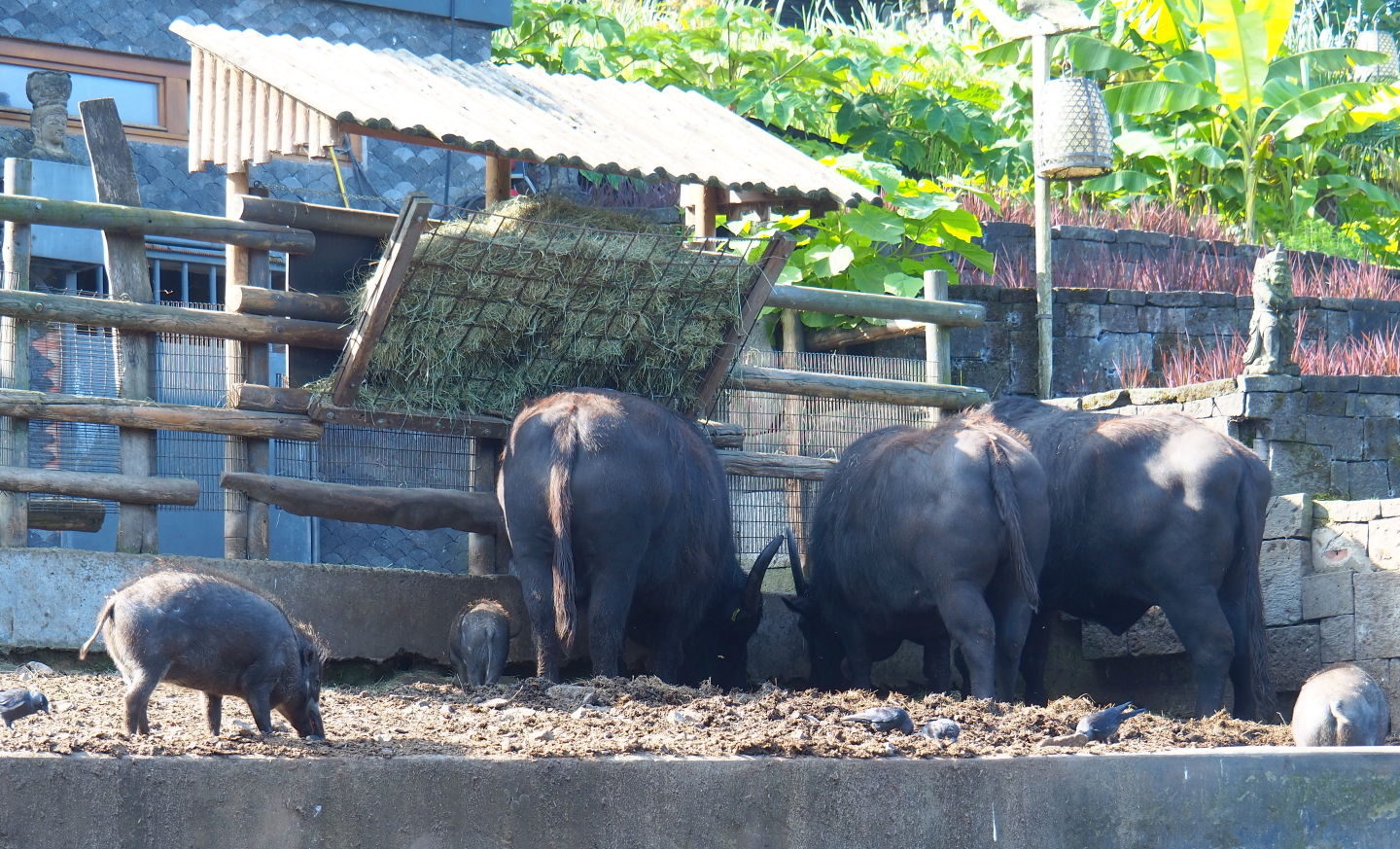 Domestic water buffaloes (Bubalus bubalis) and Negros Visayan warty pigs (Sus cebifrons negrinus), 2021-09-02