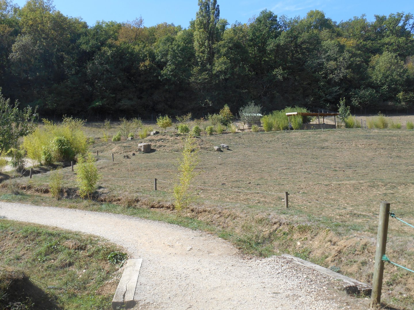 Domestic Water Buffalos Exhibit