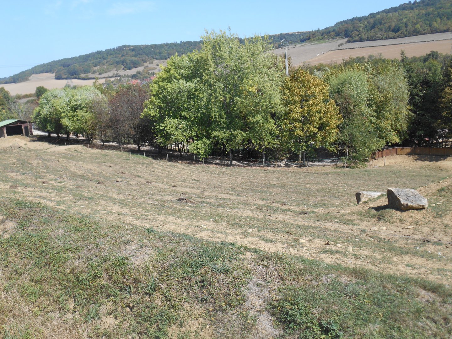 Domestic Water Buffalos Exhibit
