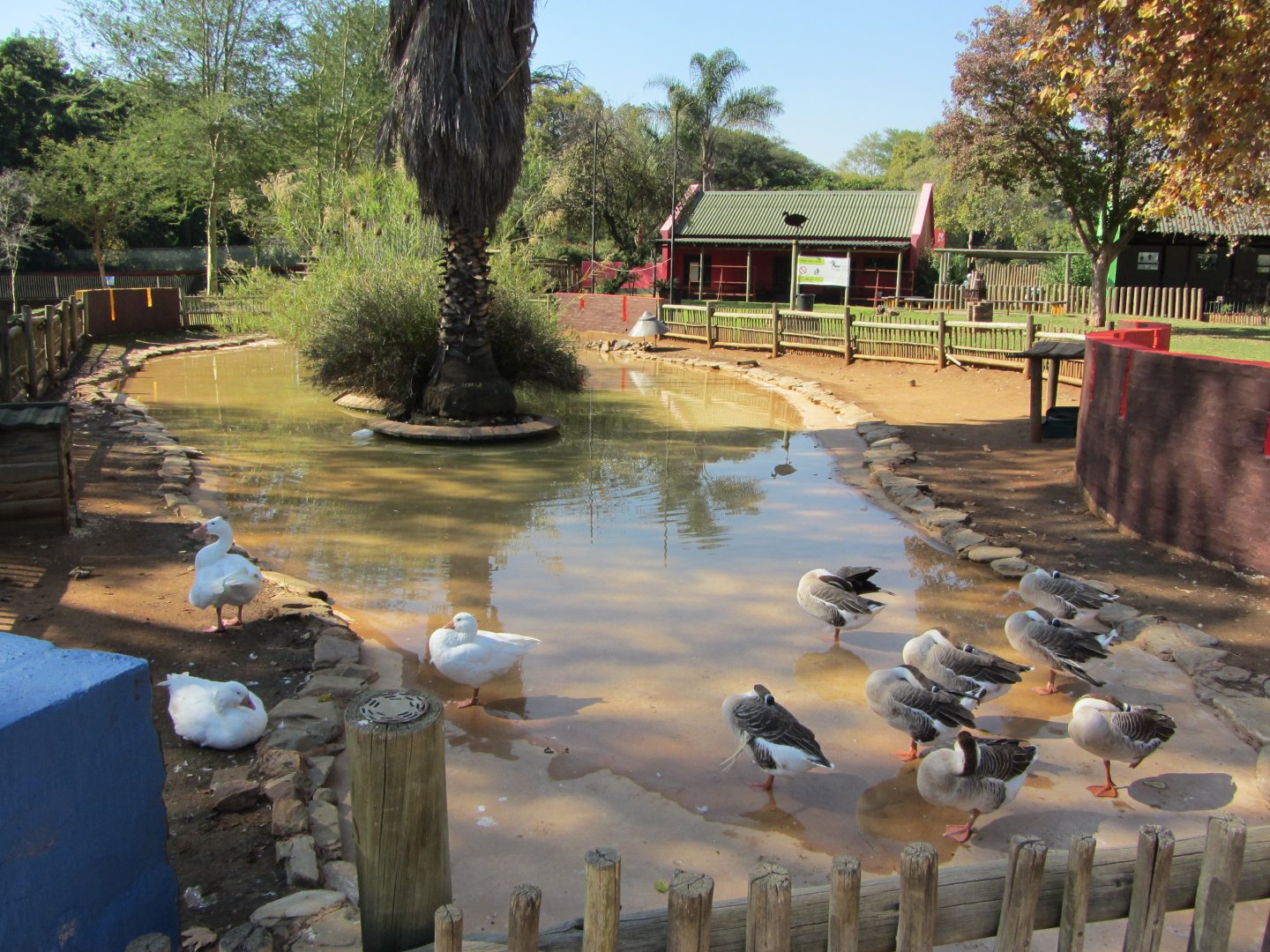 Domestic Waterfowl Pond