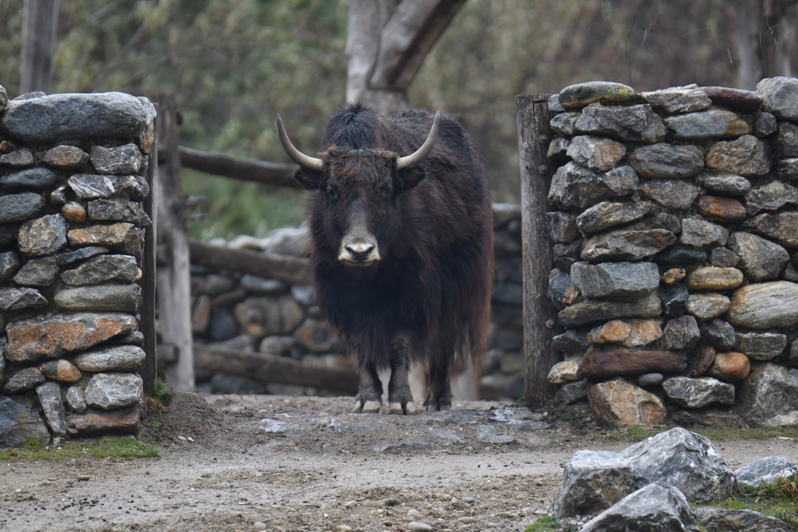 Domestic Yack (Bos mutus)