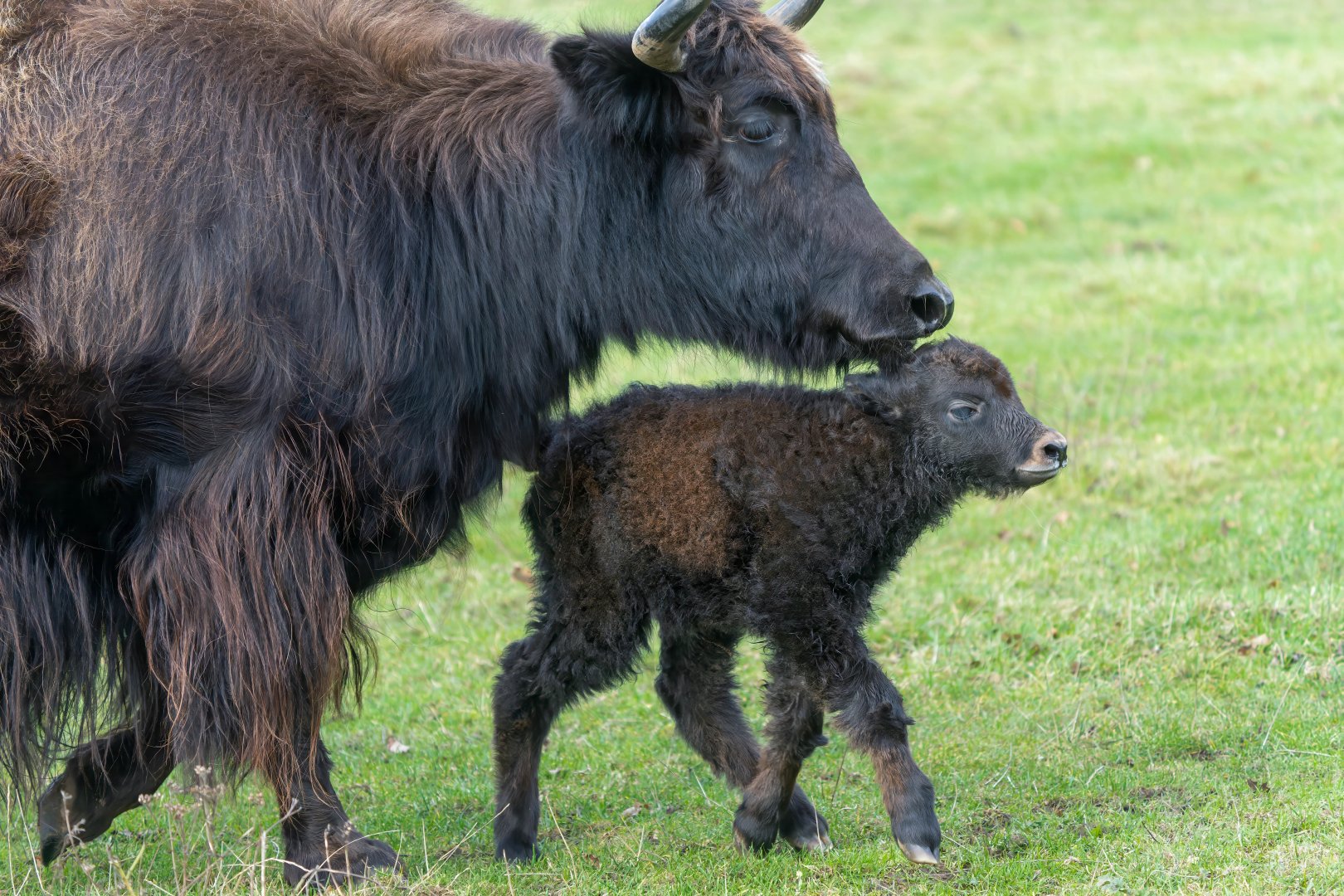 Domestic yak and calf