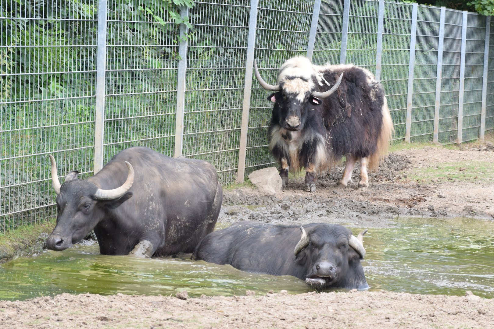 Domestic yak and water buffalos