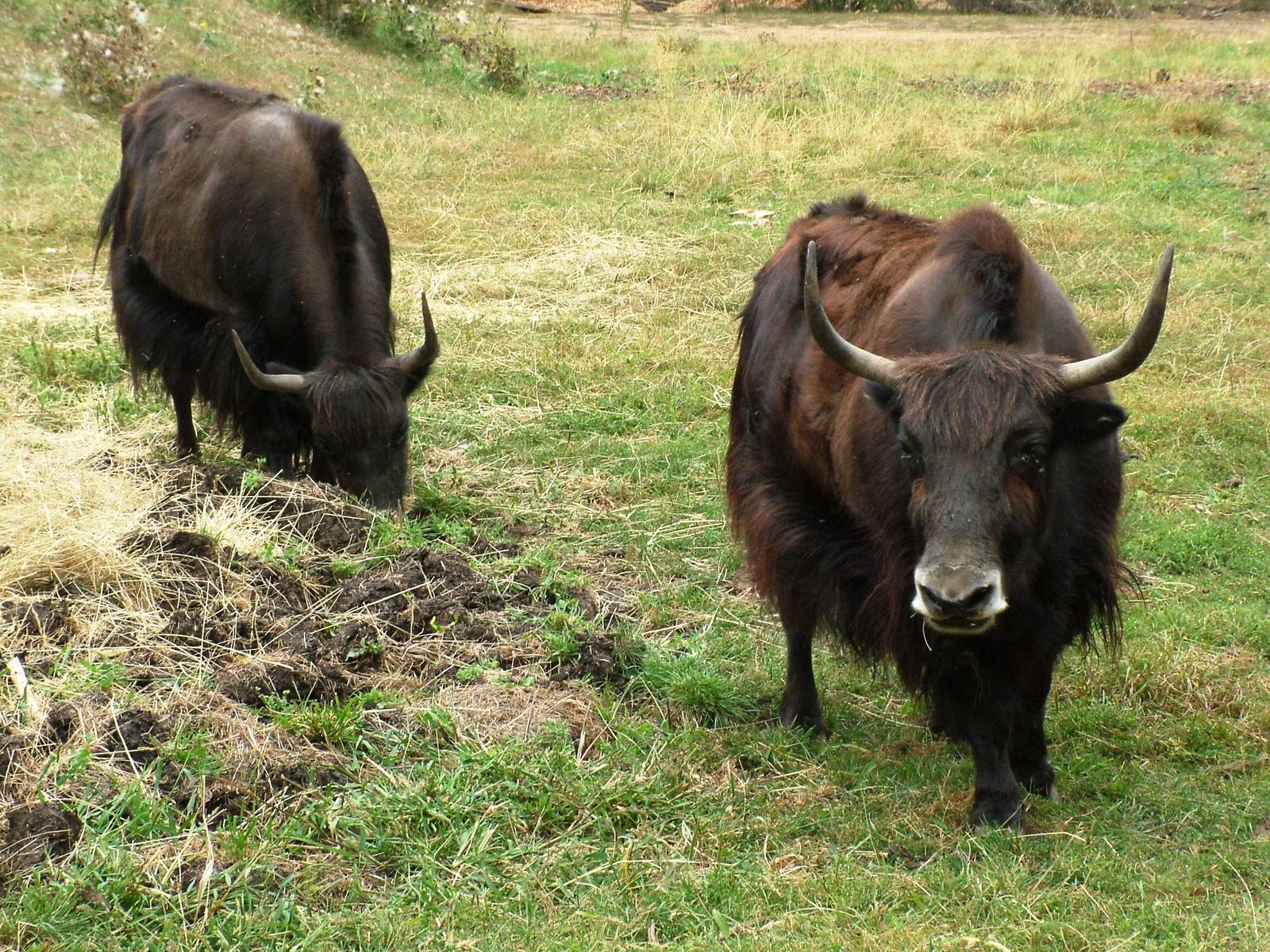 Domestic Yak at Chomutov, 30/08/12
