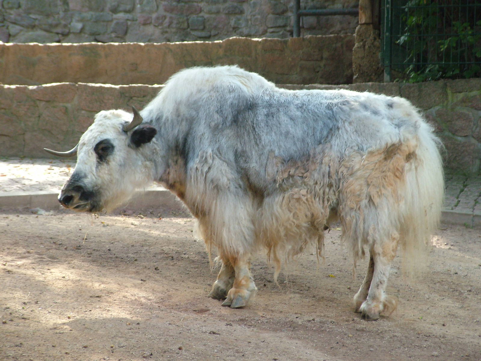 Domestic Yak at Halle, 04/09/11