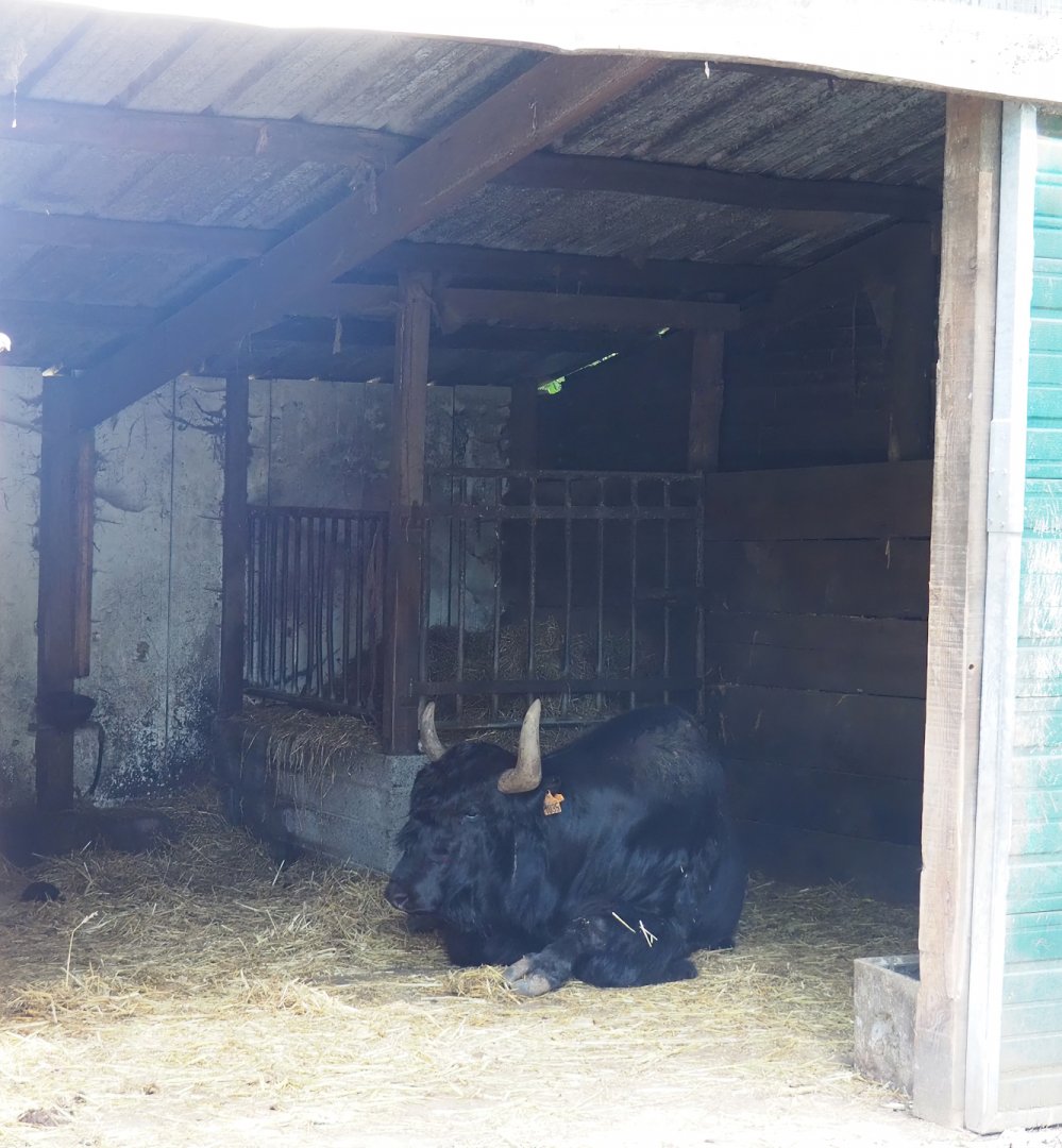 Domestic Yak barn, 2023-06-24