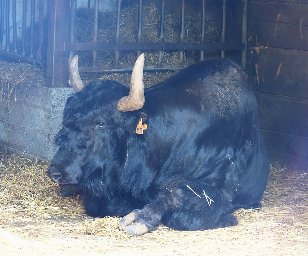 Domestic Yak (Bos grunniens), 2023-06-24