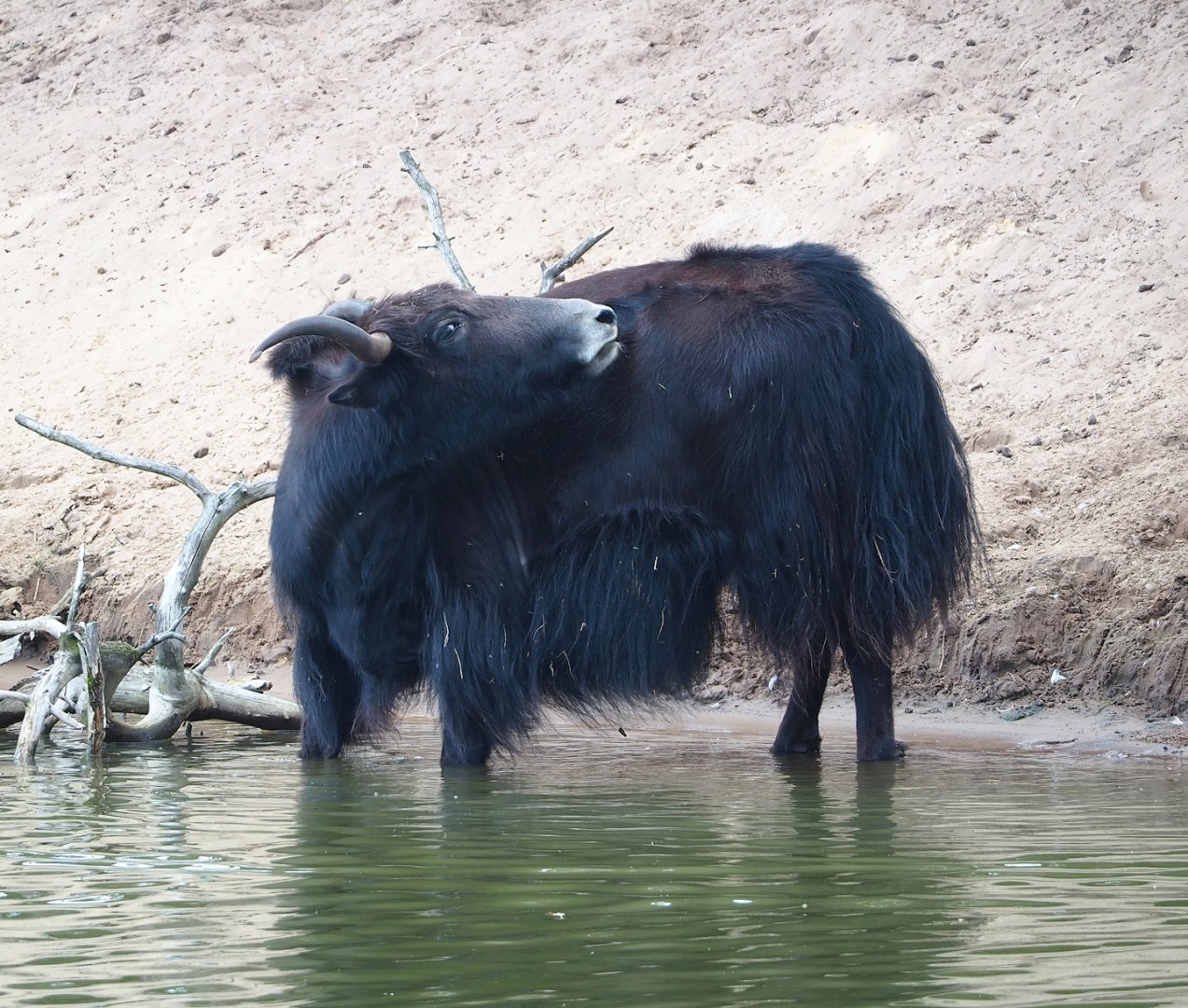 Domestic yak (Bos grunniens), 2023-08-15