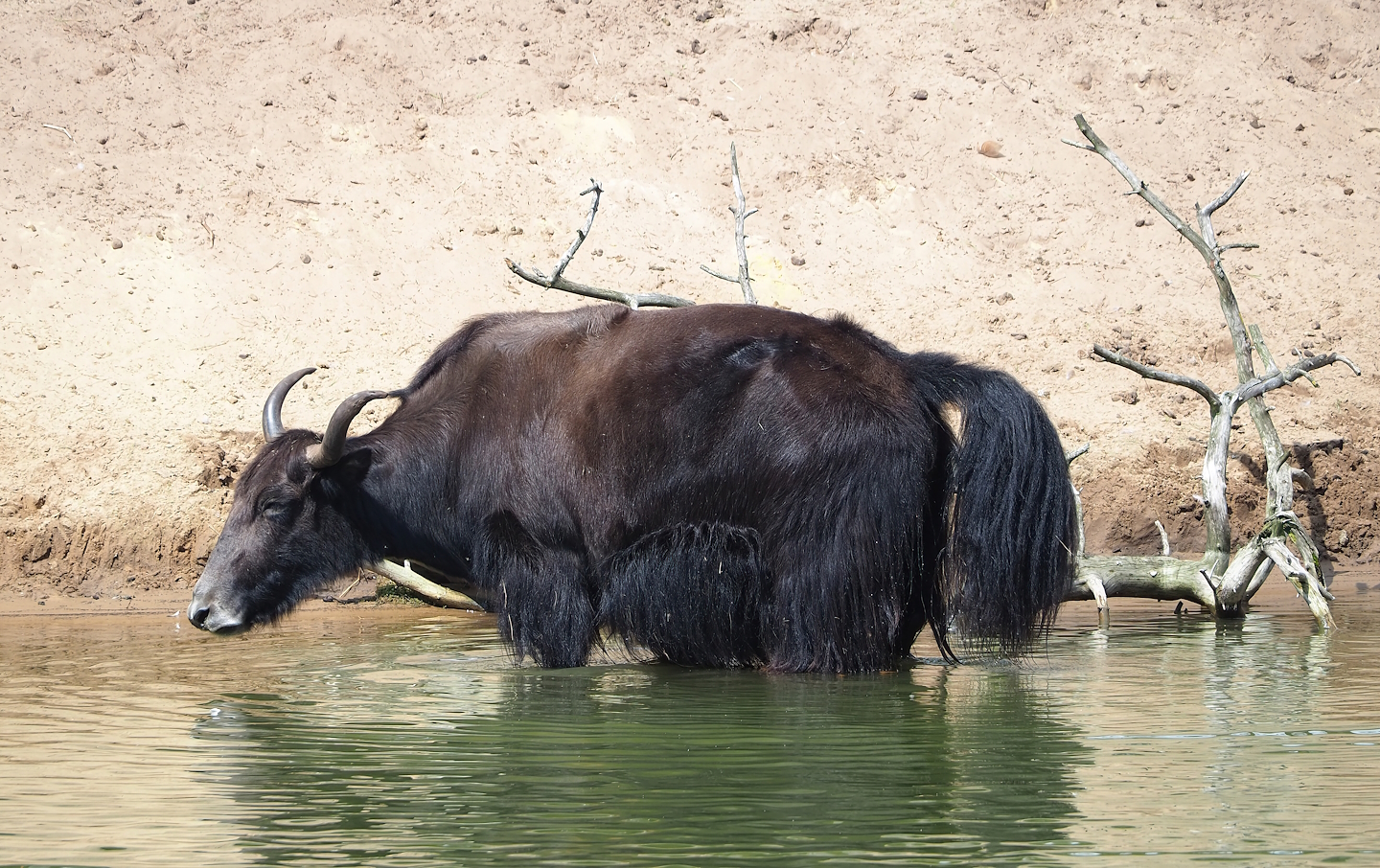 Domestic yak (Bos grunniens), 2023-08-15