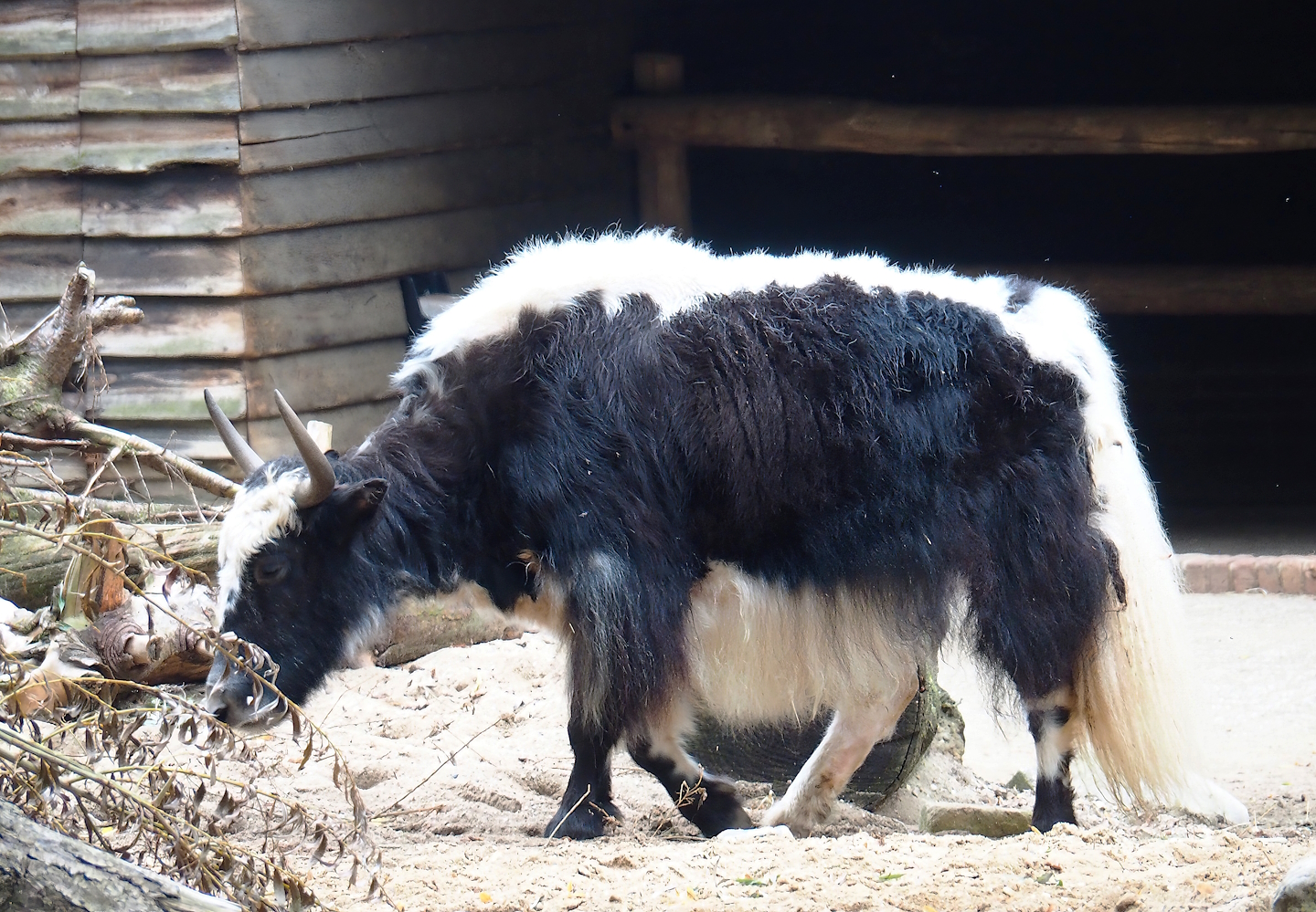 Domestic yak (Bos grunniens), 2023-08-17