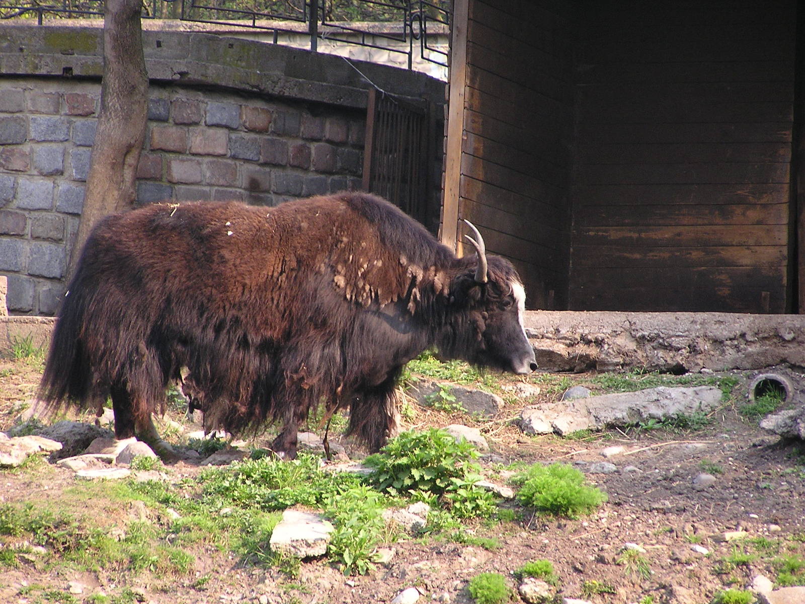 Domestic yak/ Bos grunniens grunniens