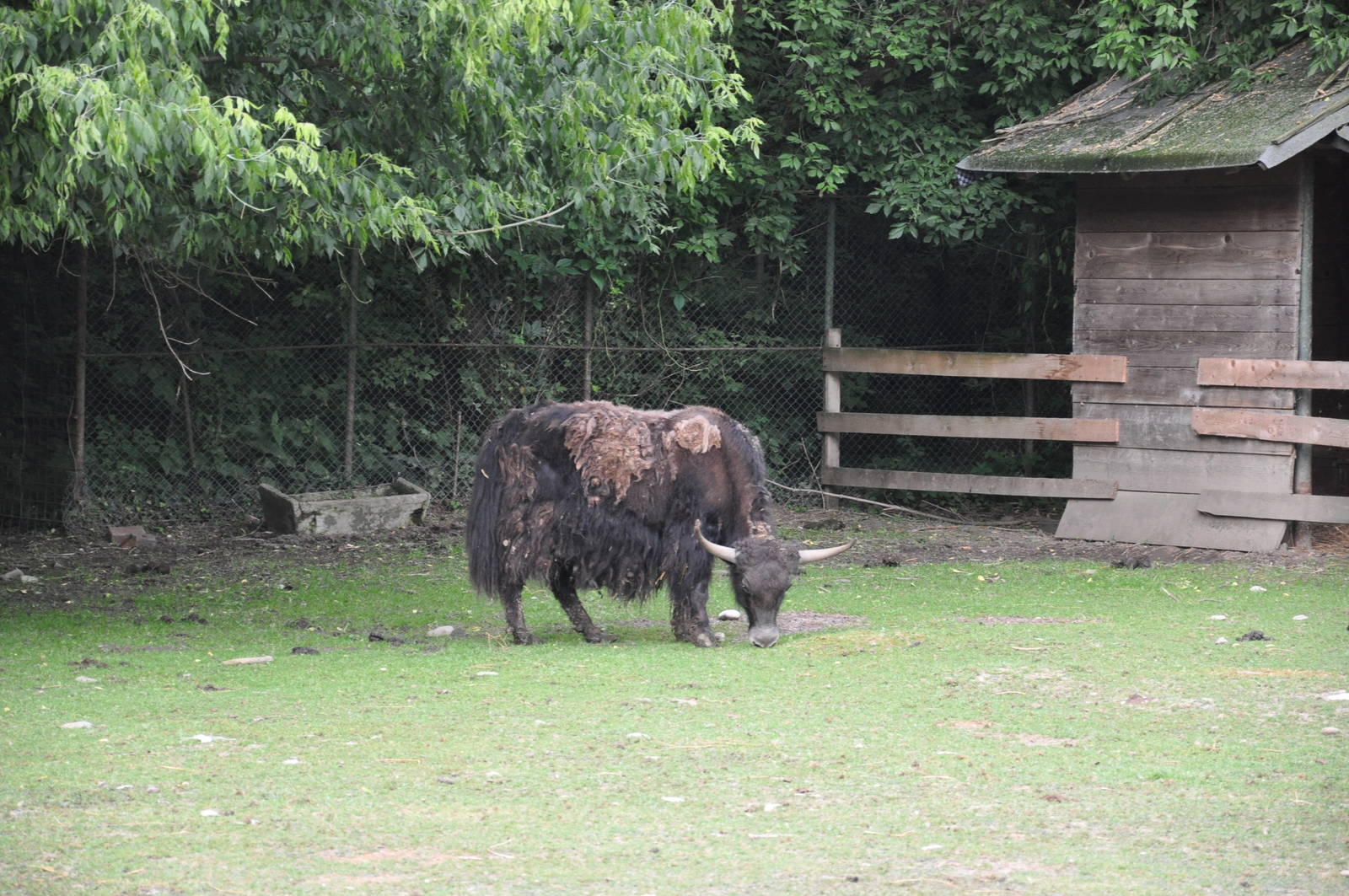 Domestic yak/ Bos grunniens grunniens