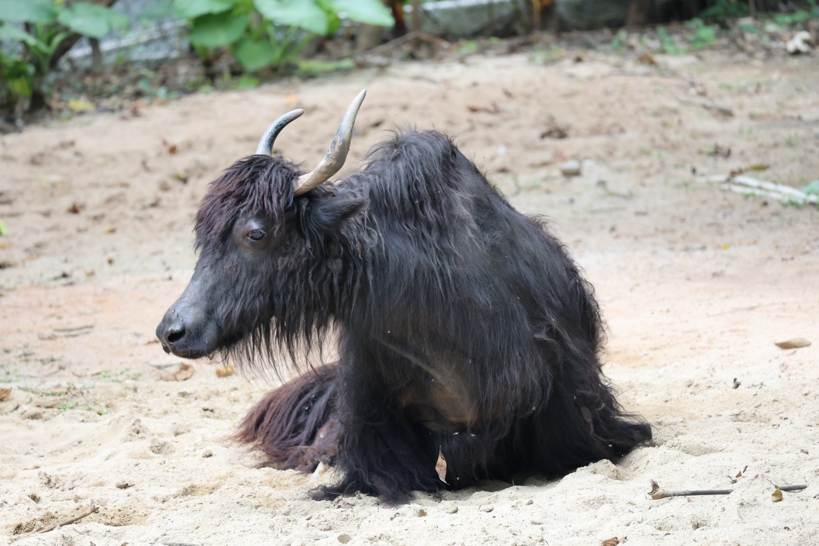 Domestic yak (Bos grunniens)