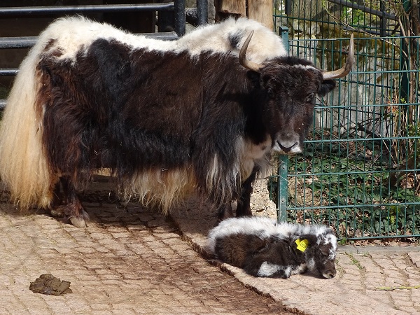 Domestic Yak (Bos mutus f. grunniens) (04/22)