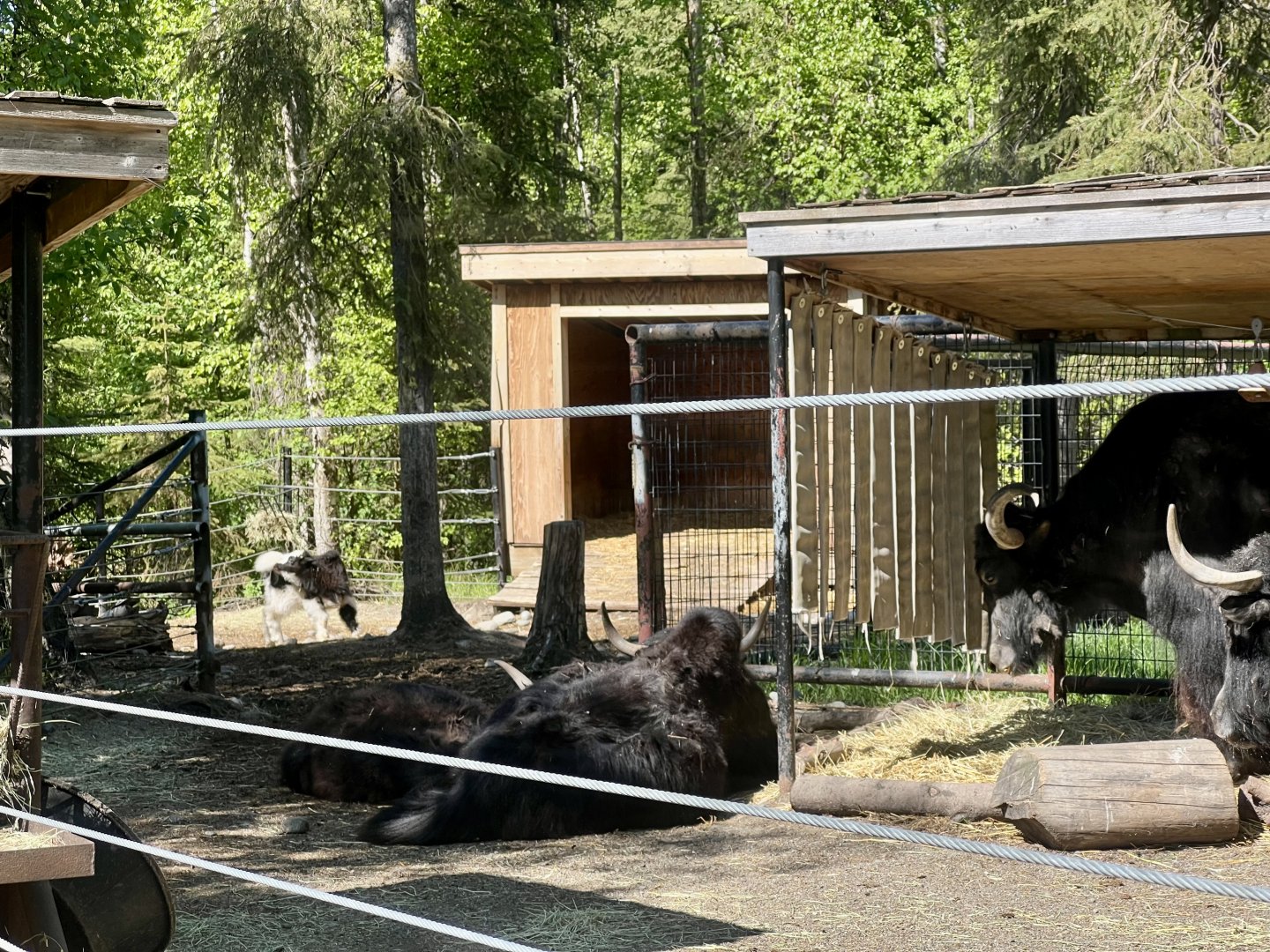 Domestic Yak Calf in the Background