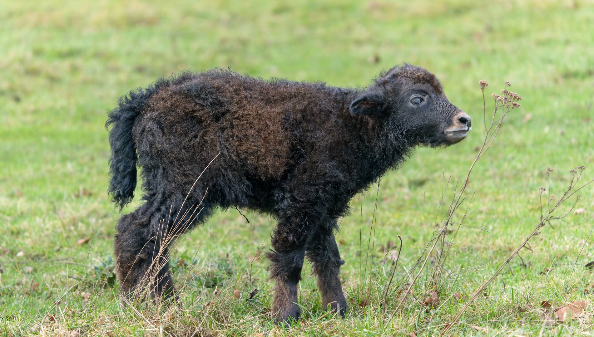 Domestic yak calf, ZSL Whipsnade, UK