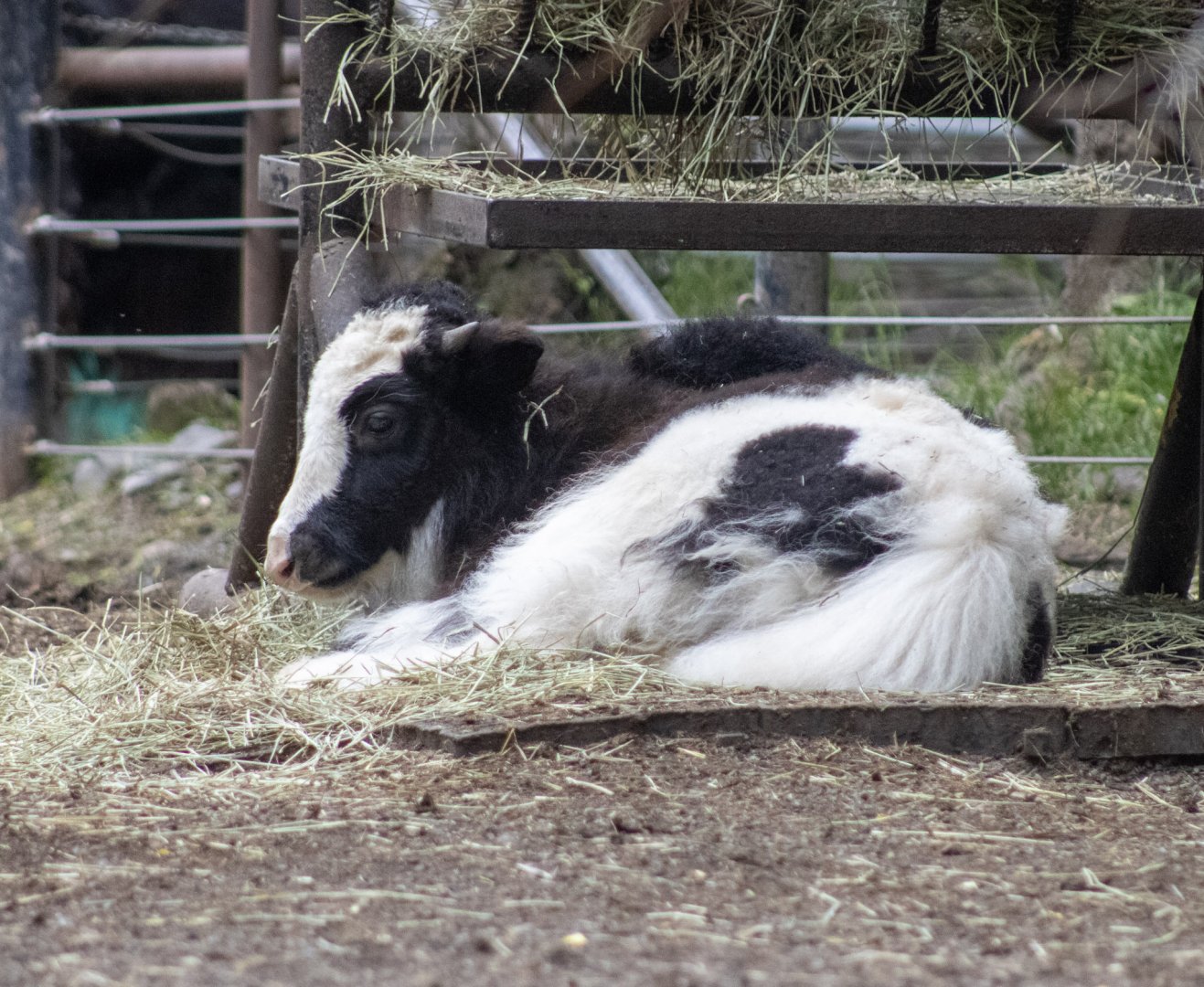 Domestic Yak calf