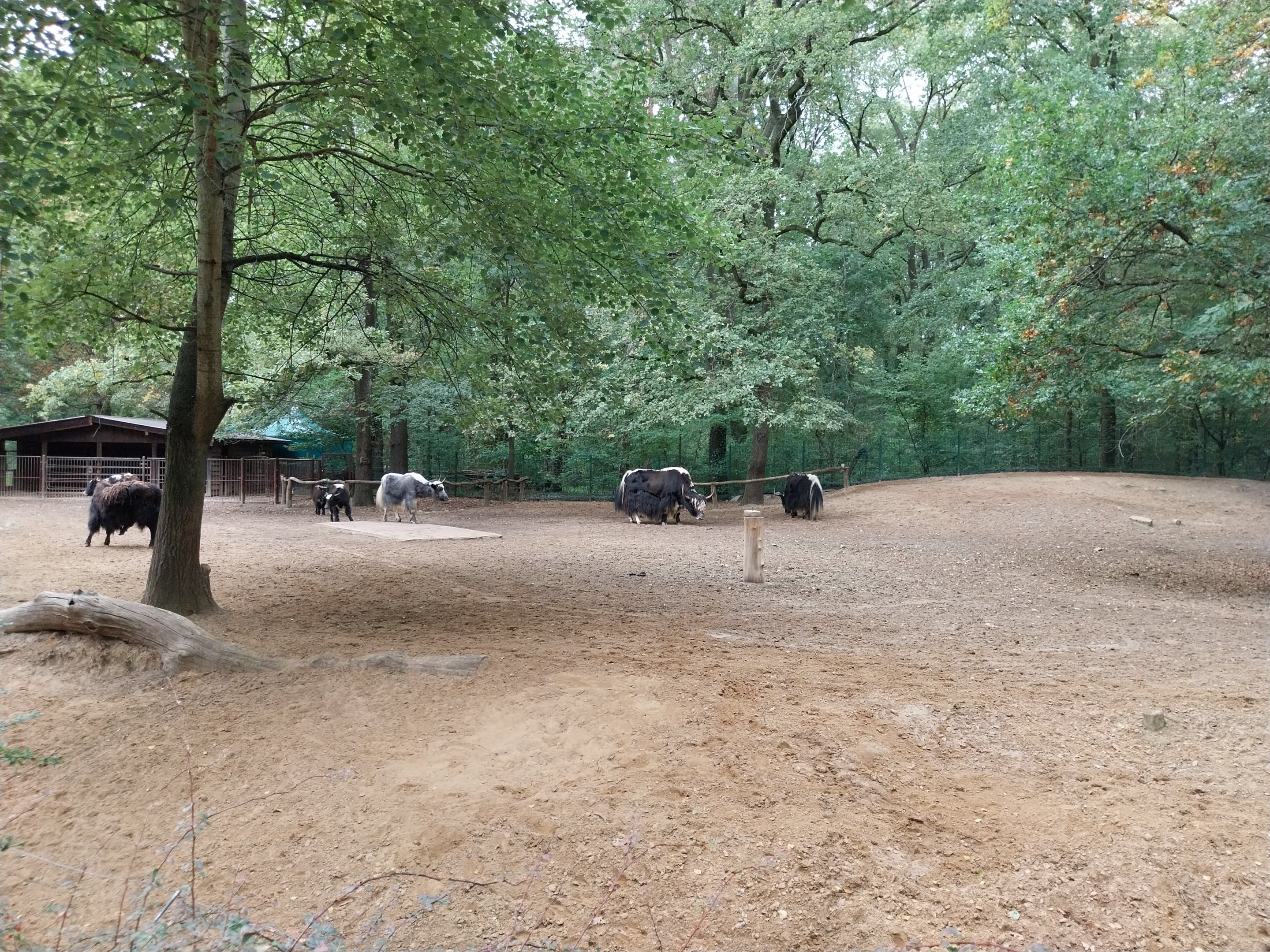 Domestic Yak enclosure