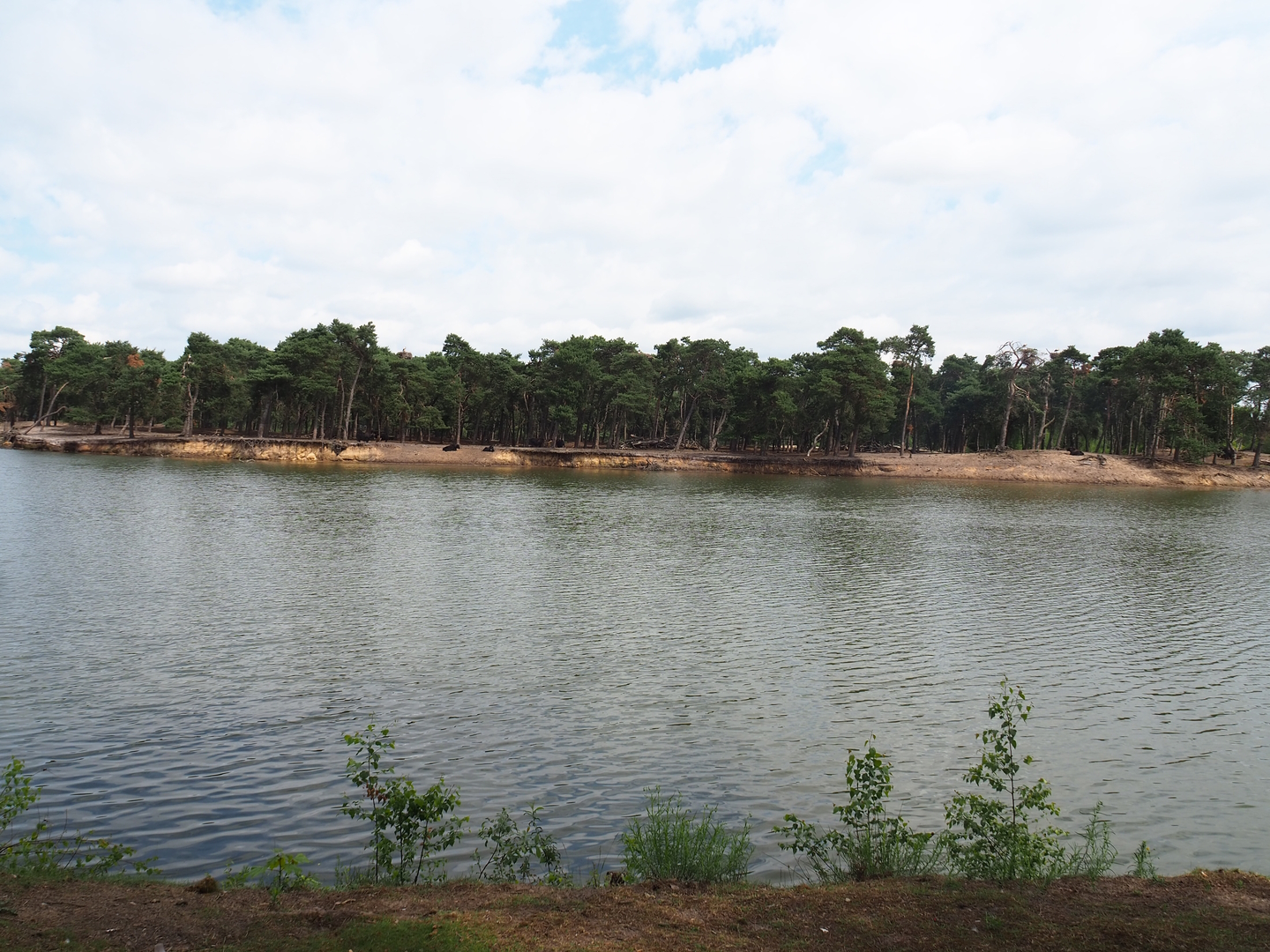 Domestic yak exhibit and safari boat canal, 2022-06-12