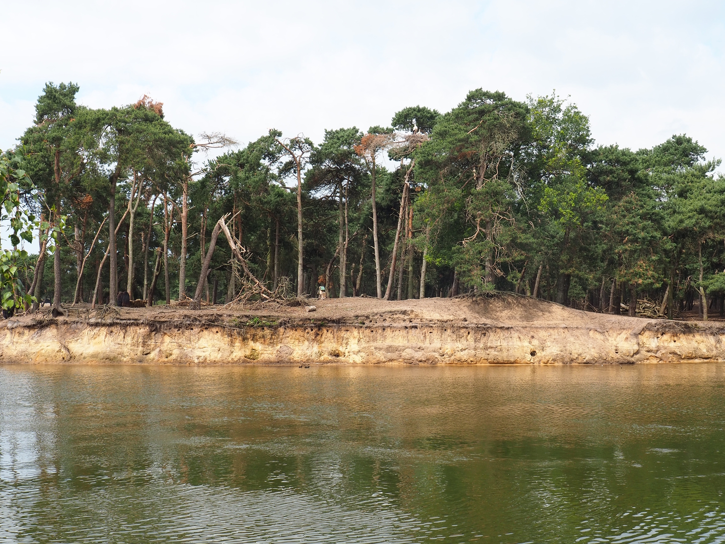 Domestic yak exhibit next to safari boat canal, 2022-06-12