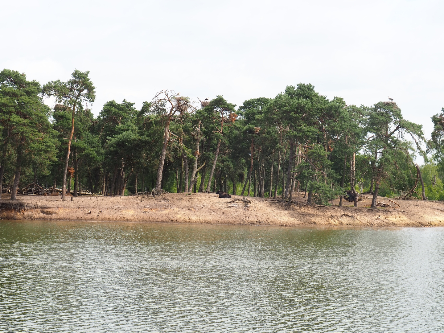 Domestic yak exhibit next to the safari boat canal, 2022-06-12