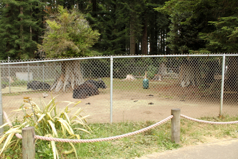Domestic Yak Exhibit