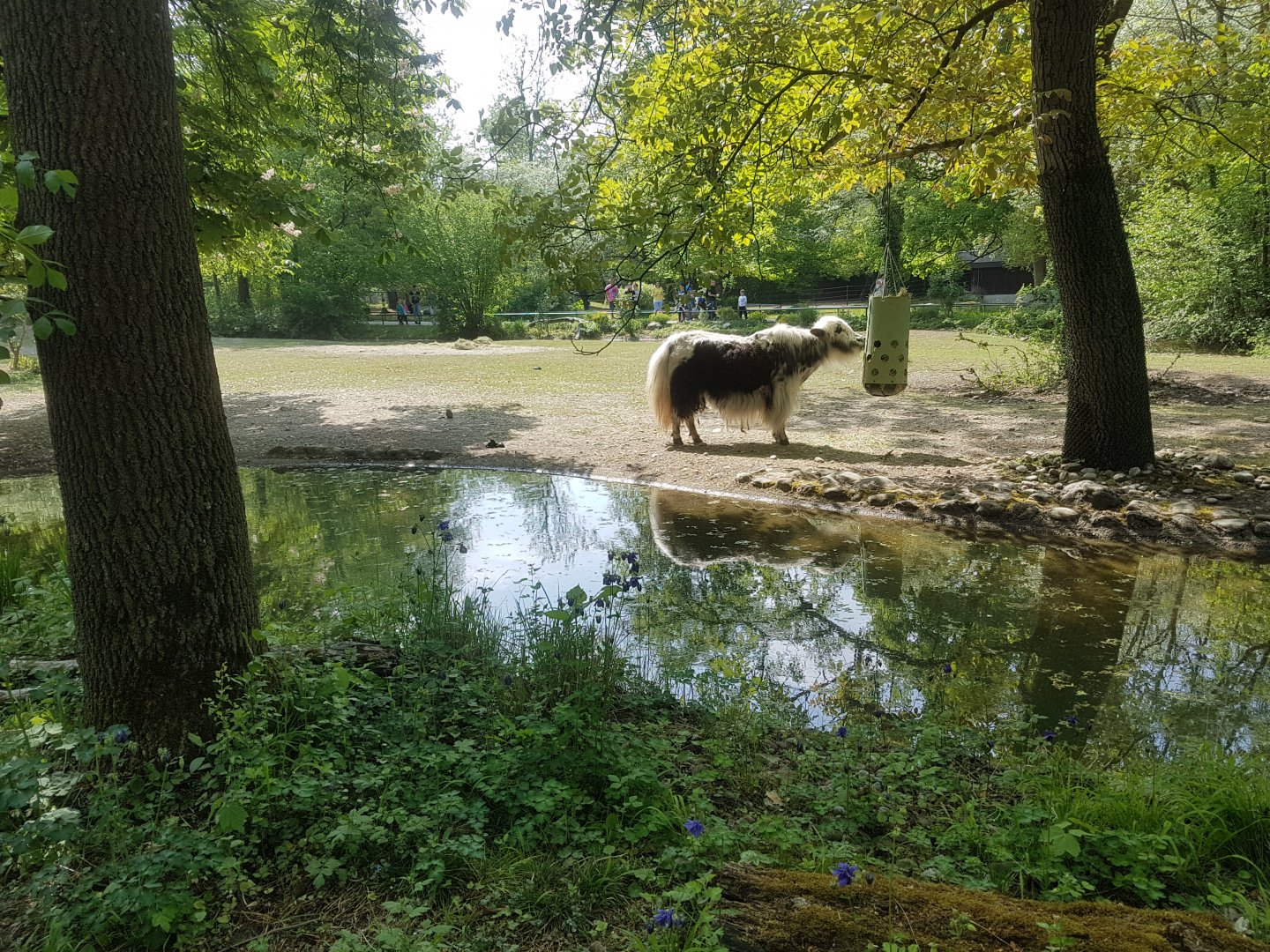 Domestic Yak Exhibit