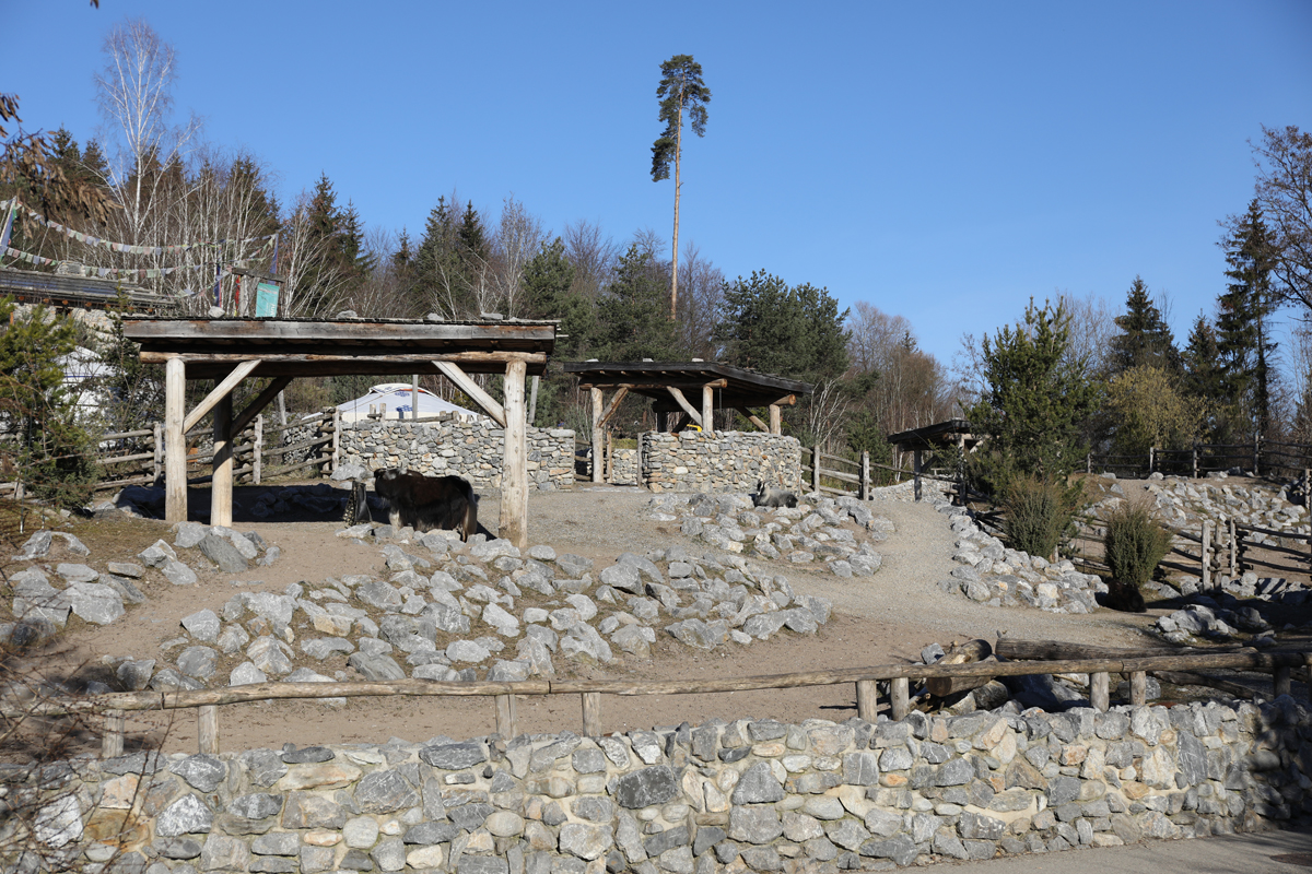 domestic yak exhibit