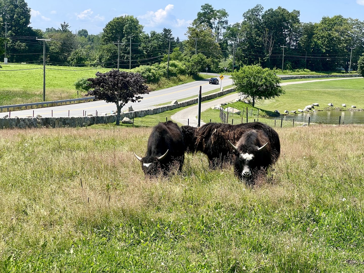 Domestic Yak Exhibit