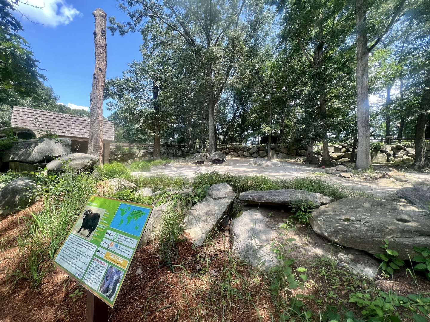 Domestic Yak Exhibit