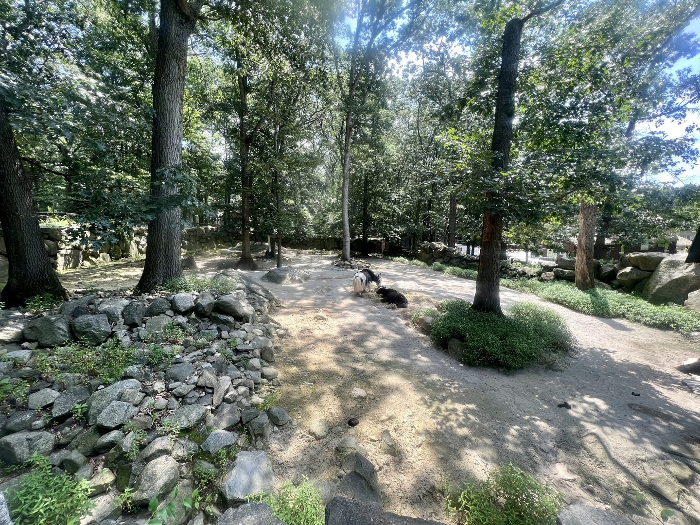 Domestic Yak Exhibit