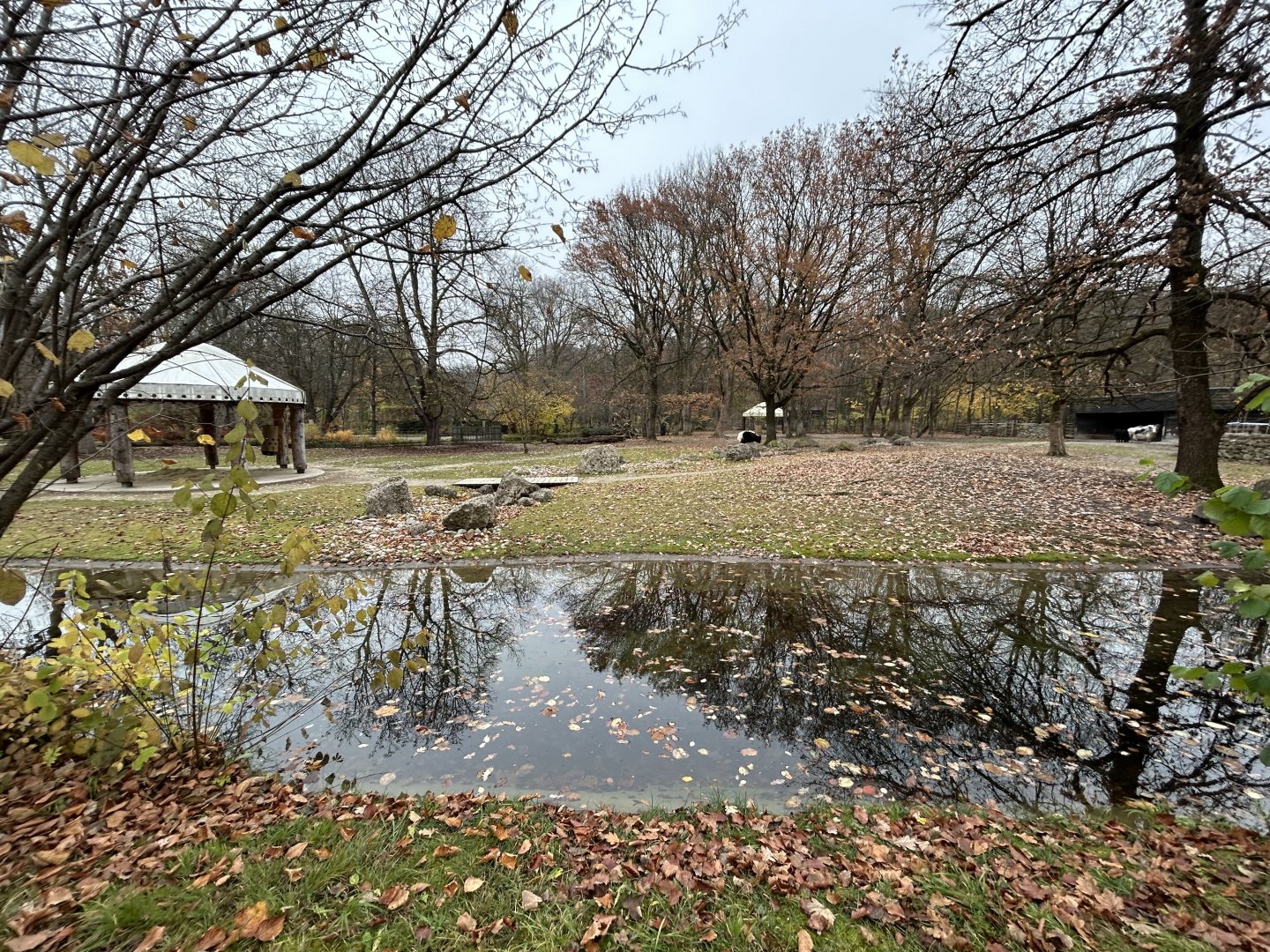 Domestic Yak Exhibit