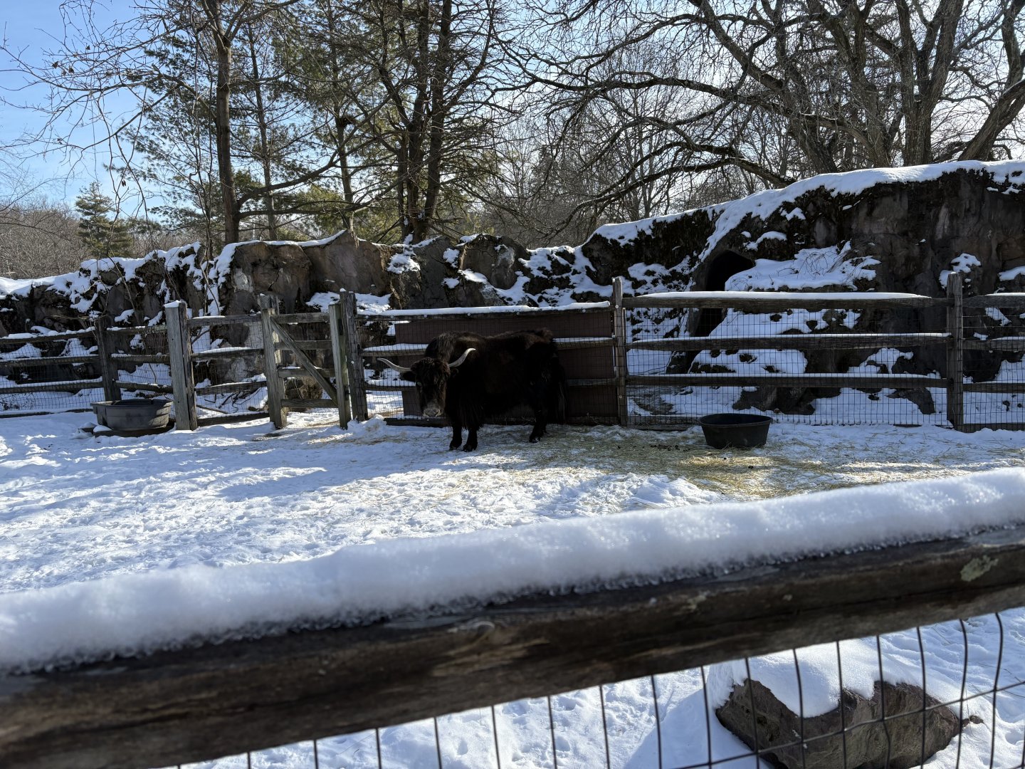 Domestic Yak - Jan 26 2025