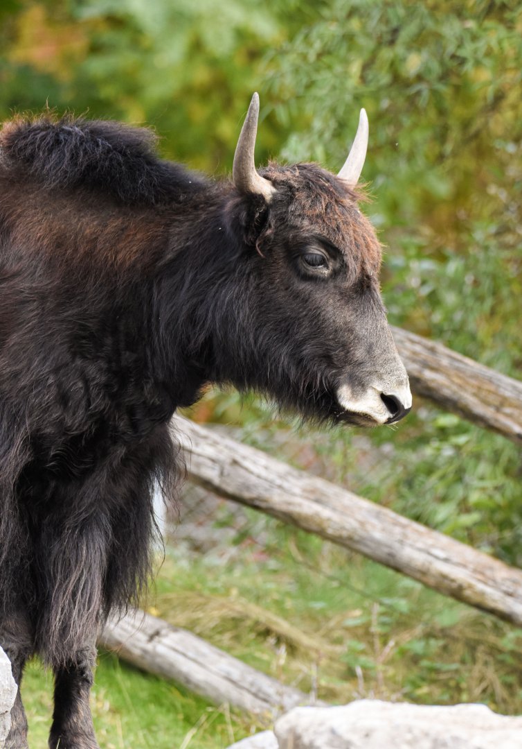 Domestic Yak (October 2020)