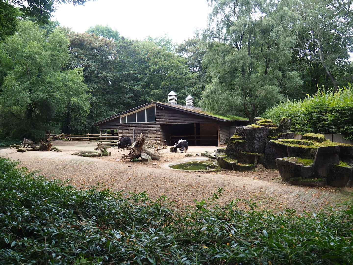 Domestic yak paddock, 2023-08-17