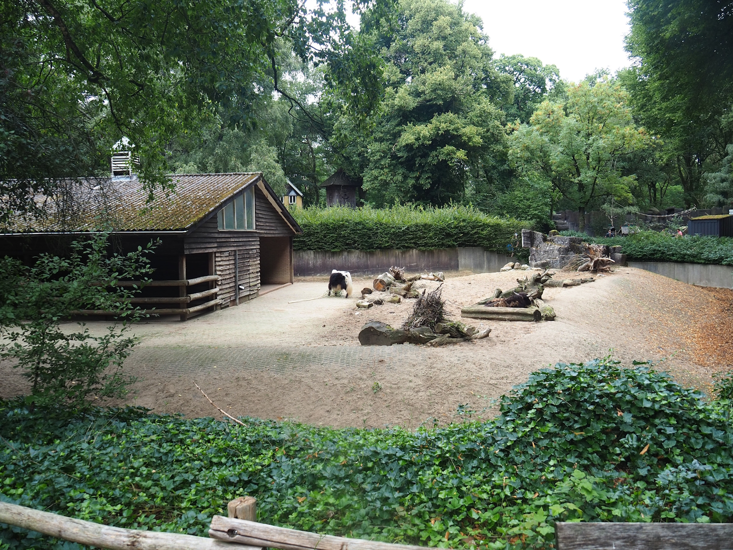 Domestic yak paddock, 2023-08-17