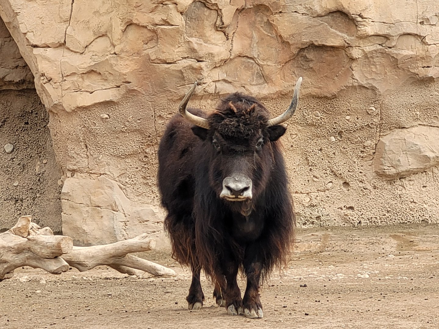 Domestic yak -TerraNatura Benidorm (2022)