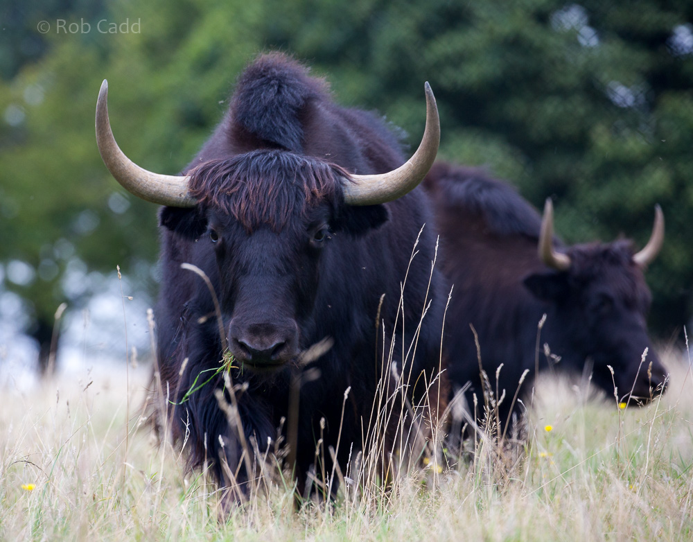 Domestic yak : Whipsnade : 20 Aug 2017