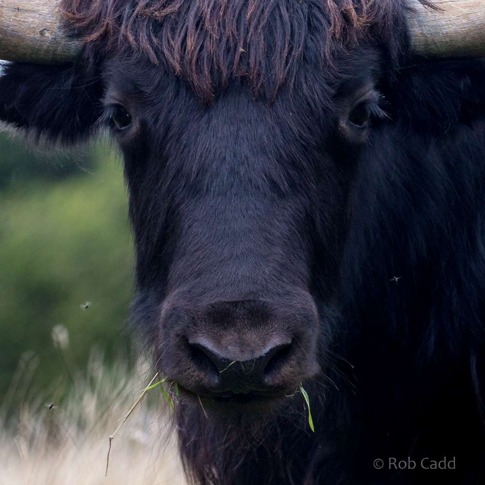 Domestic yak : Whipsnade : 20 Aug 2017