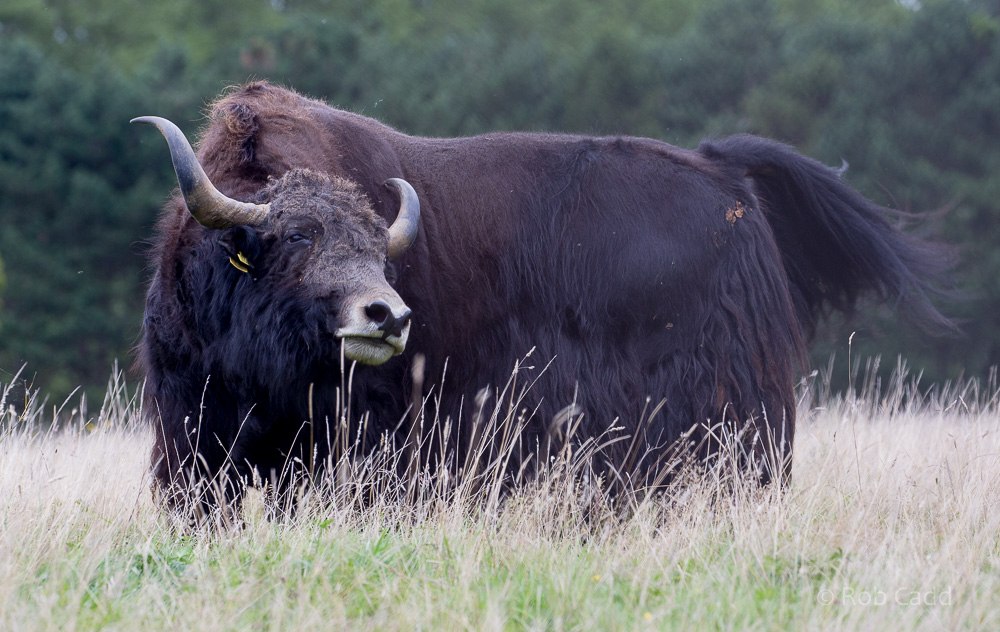 Domestic yak : Whipsnade : 20 Aug 2017