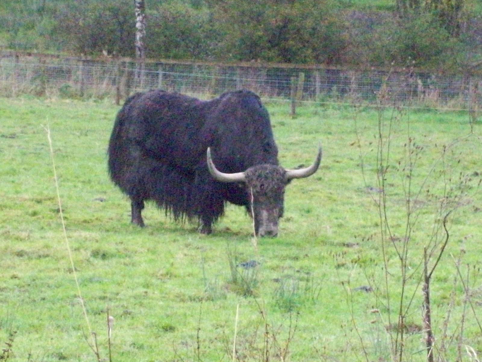 domestic yak
