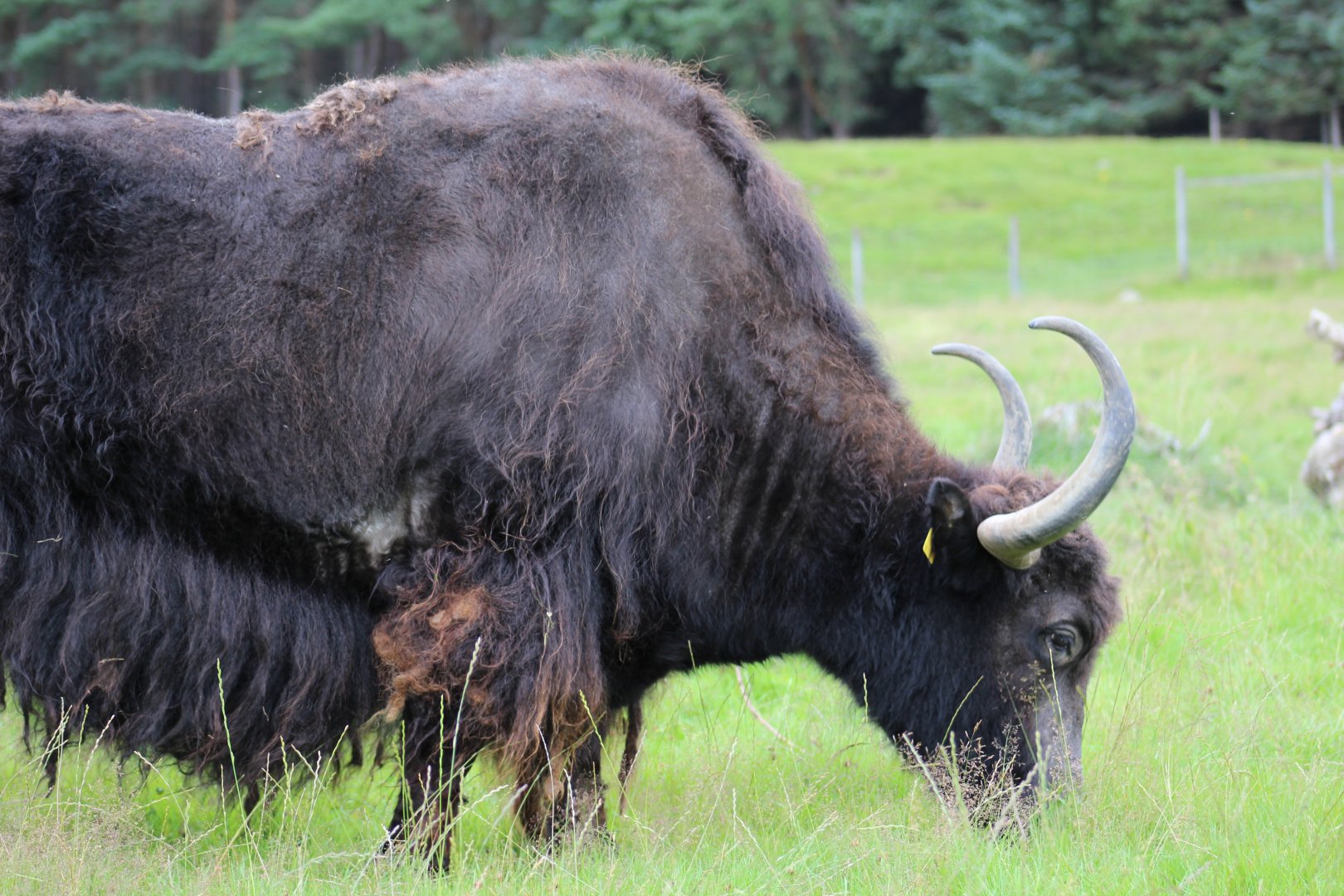Domestic Yak