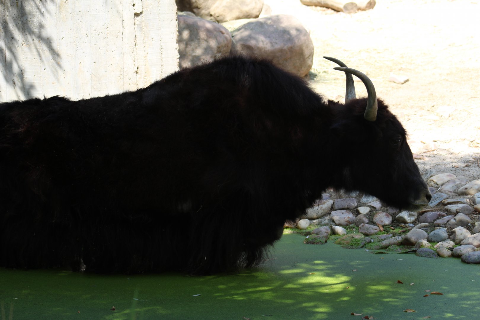 Domestic Yak