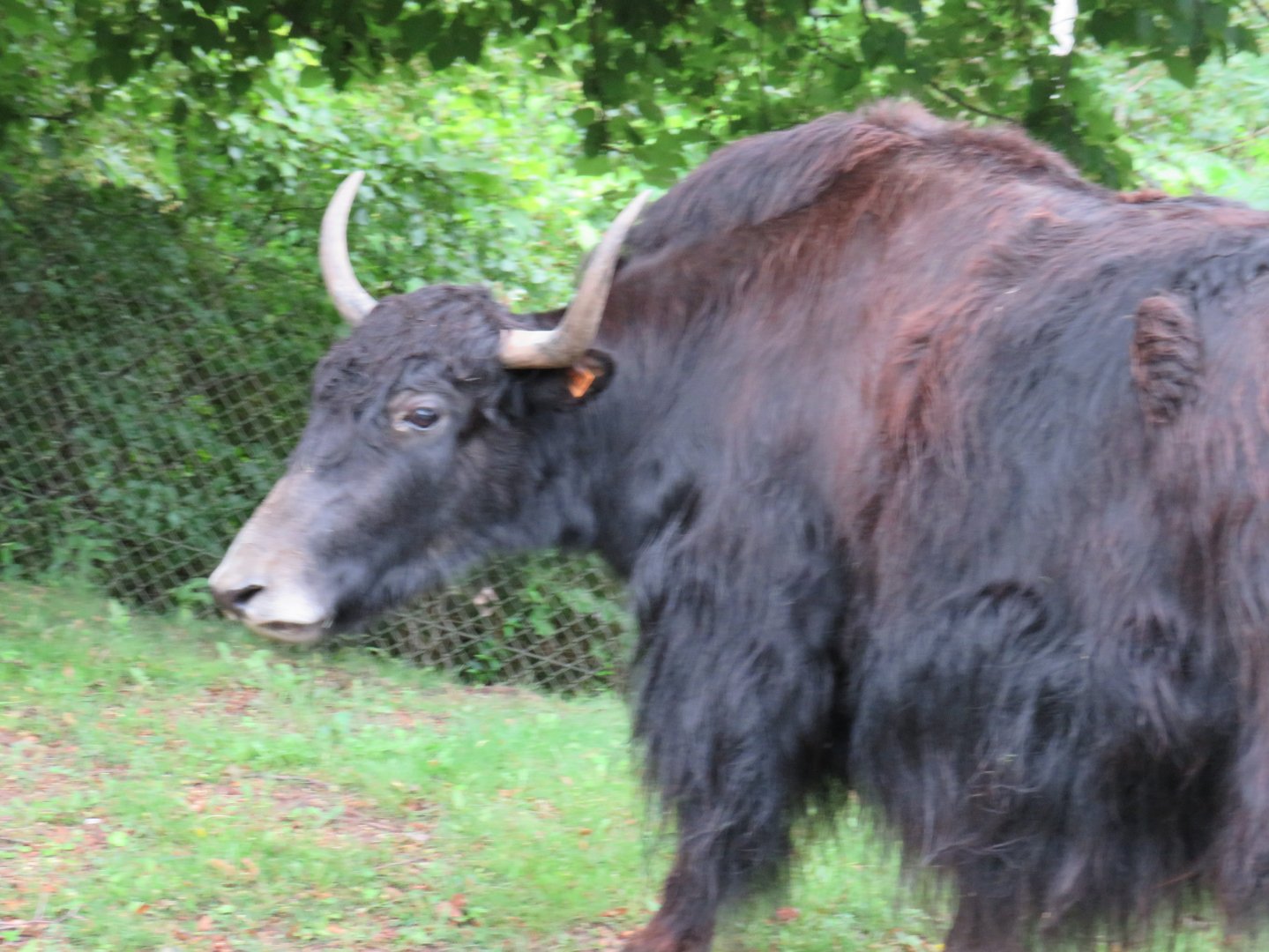 Domestic yak