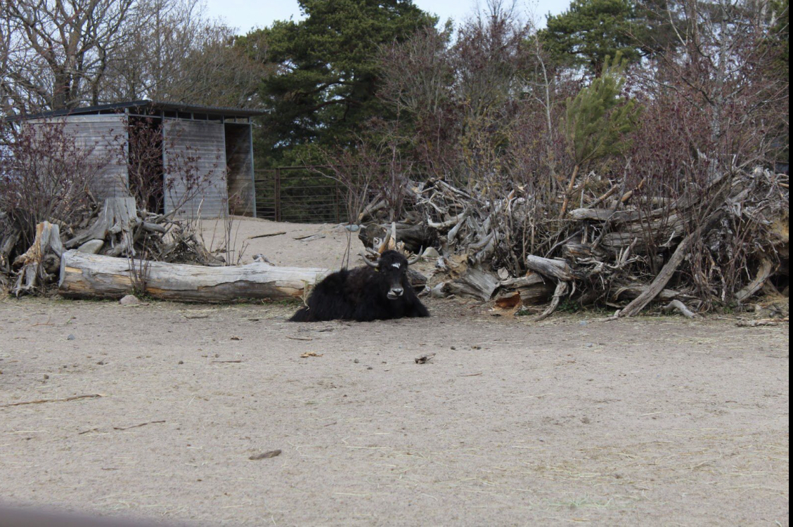 Domestic yak