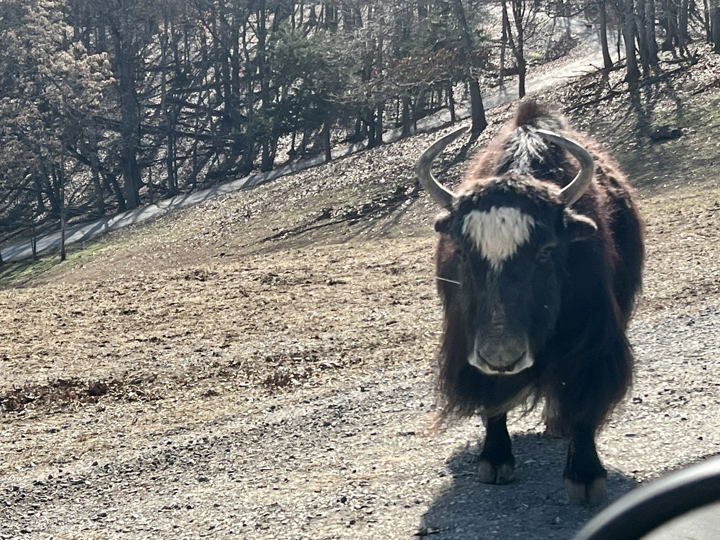 Domestic Yak