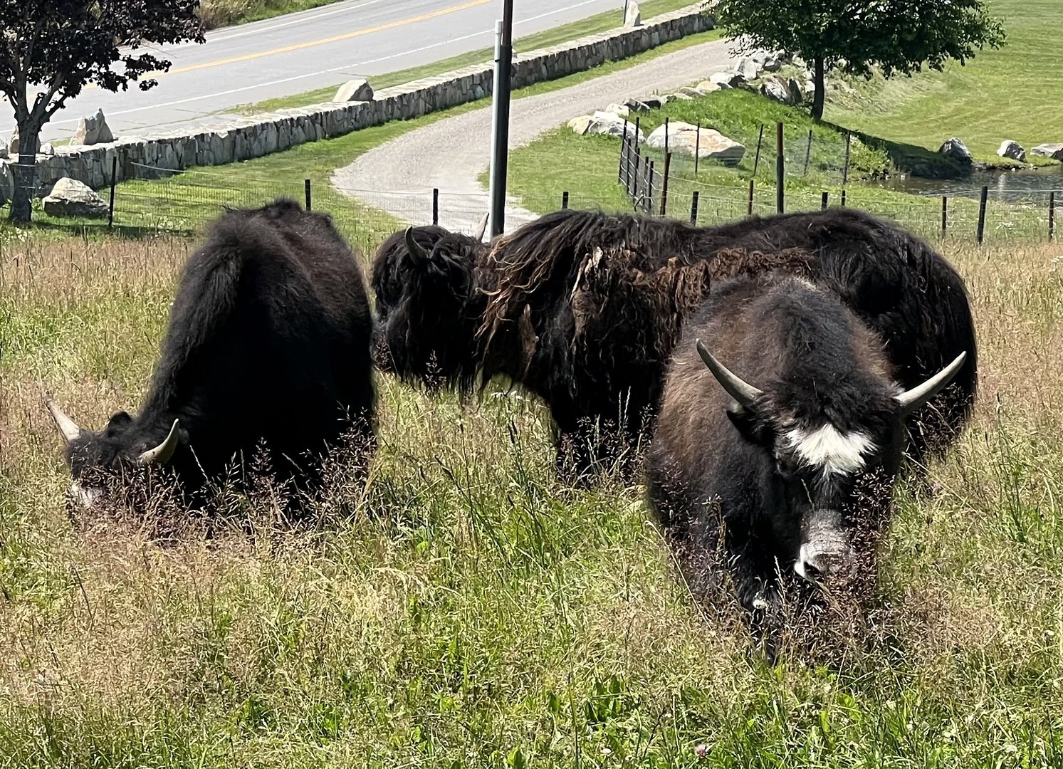 Domestic Yak