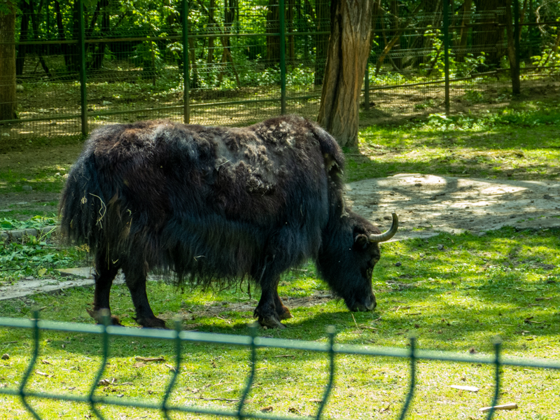 Domestic Yak