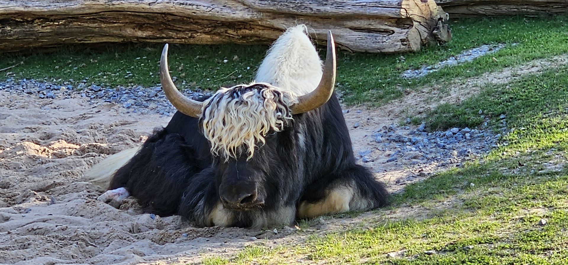 Domestic yak