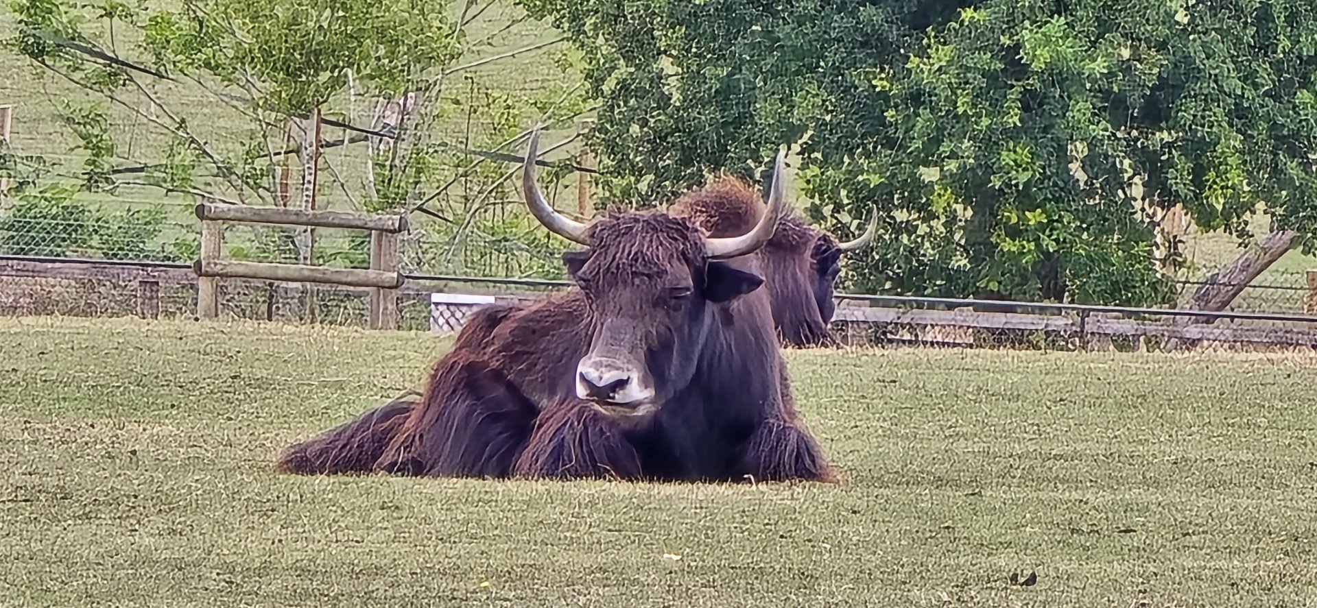Domestic yak
